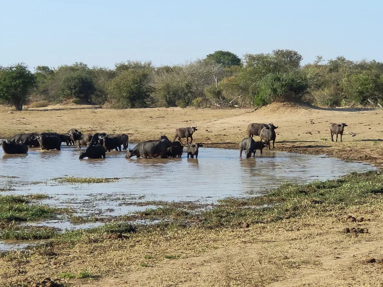 White rhinos in a South African wildlife reserve