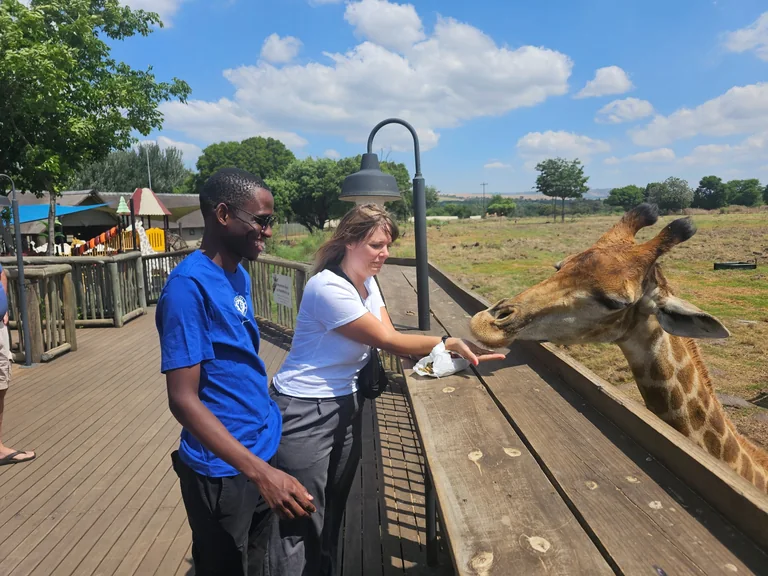Giraffe feeding experience in South Africa