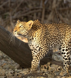 African leopard representing wildlife safaris in Zambia