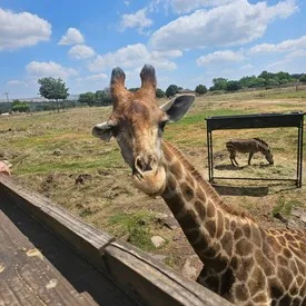 Close-up of a giraffe during a wildlife experience in South Africa