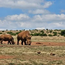 White rhinos in a South African wildlife reserve